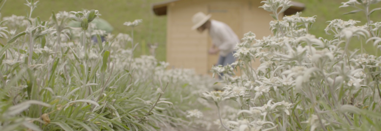 Belle Luce Cosmetiques