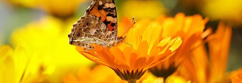 Equilibre – Robin Jennifer